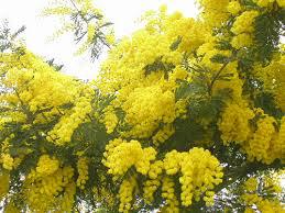 mimoza